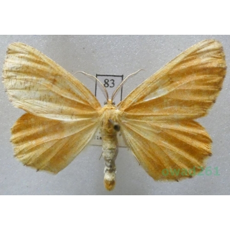 Angerona prunaria (Linnaeus, 1758) male Czech83